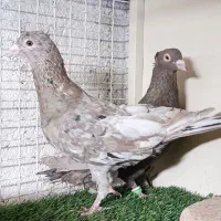 جفتگاه سرور کرم وشکلاتی کاکلی