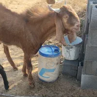 کهره چکل بذری پاکستانی|حیوانات مزرعه|ششده و قره بلاغ, |دیوار