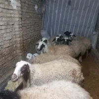 ۹عداد گوسفند چاق