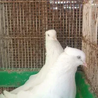 کفتر اراکی و سرور