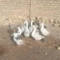 ۸عدد غاز و قوغاز درشت بالغ نروماده اصلاح شده