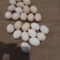 تخم مرغ نطفه دار مینیاتوری