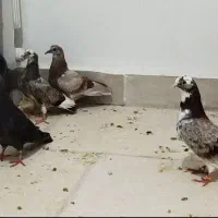 کفتر|پرنده|هشتگرد, هشتگرد قدیم|دیوار