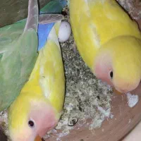 چهار تا کوتوله برزیلی دوماهه سالم و سرحال|پرنده|شیروان (خراسان), |دیوار