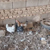 تخم نطفه دار برهما و گلین|حیوانات مزرعه|شهرضا, |دیوار