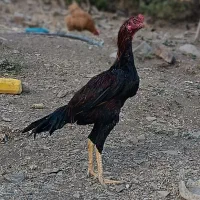خروس لاری سالم و سرحال 7ماهه|حیوانات مزرعه|سردشت, |دیوار