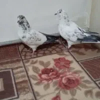 اگه کفتر بازی حتما نگاه کن|پرنده|اسلامشهر, چیچکلو|دیوار