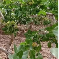 باغ پسته 12 ساله با زمین خالی روستای خورزان