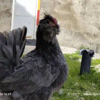 مرغ طوسی دودی 7ماهه کیفیت فول تخم گذار