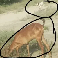 بزباکهره نر