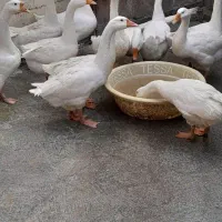 غاز اسرائیلی