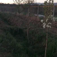 باغ 1000 متری با اب در شکرک|فروش خانه و ویلا|ابهر, |دیوار