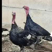 بوقلمون تخم گذار
