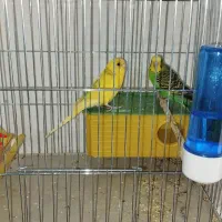 یک جفت مرغ عشق