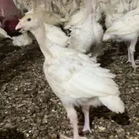 جوجه بوقلمون سفید اصل بیوتی 6 سالم