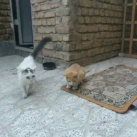 واگذاری رایگان دو گربه