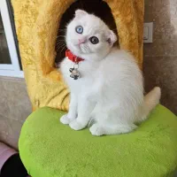 گربه نر و ماده