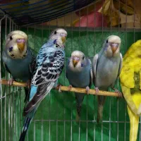 مرغ عشق|پرنده|رشت, حمیدیان|دیوار