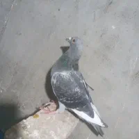 مسافتی پلاکی ماده سرعتی میخهام