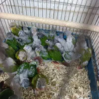 پرنده بازیگوش گرینچیک همه مدل حراج