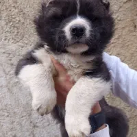 توله آلابای روس