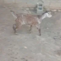 یه دونه کهره ماده|حیوانات مزرعه|داراب, |دیوار