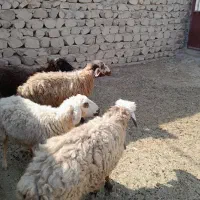میش گوده|حیوانات مزرعه|بندرعباس, |دیوار