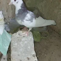 دو کبوتر