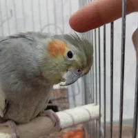 عروس هلندی سینامون ماده با قفس و لوازم