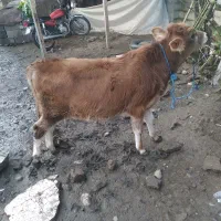 گوساله نر جرسی|حیوانات مزرعه|تولم شهر, |دیوار