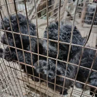 سگ‌پا‌کوتا|سگ|دامغان, |دیوار