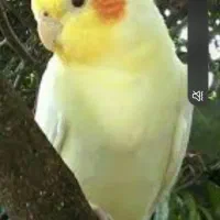 عروس هلندی