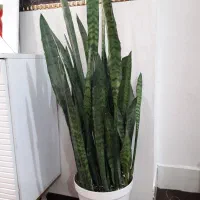 سانسوریا کراواتی