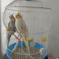 عروس هلندی