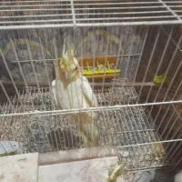 سلام یه جفت عروس بادوتا جوجه|پرنده|مشهد, کشف|دیوار