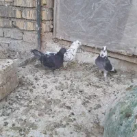 کفتر گرفتنی