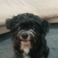 واگذاری سگ شیتزو فقط به خانوم|سگ|رشت, شهریاران|دیوار