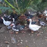 فروش اردک محلی و اسرائیلی و قاز و بوغلمون|حیوانات مزرعه|پرهسر, |دیوار