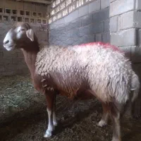 میش جوان درجه یک