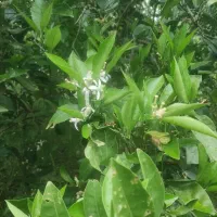 فروش زمین باغی دور تا دور دیوار و فنس کشی شده|فروش زمین و ملک کلنگی|مرزیکلا, |دیوار