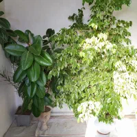 فروش گل بنجامین و فیکوس|گل و گیاه طبیعی|ملکان, |دیوار