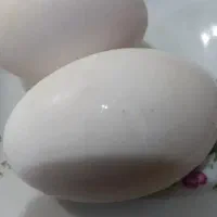 تخم مرغ محلی