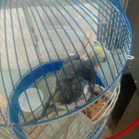 پرنده|پرنده|ماسال, |دیوار