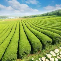 فروش چای اصیل و ارگانیک لاهیجان بصورت عمده