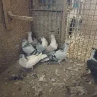 کفتر پرشی و جفتگاه