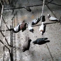 سلام کنورپرش|پرنده|تاکستان, |دیوار