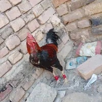 خروس|حیوانات مزرعه|سراوان, |دیوار