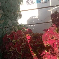 گل طبعیی|گل و گیاه طبیعی|اهر, |دیوار