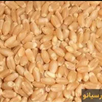 گندم داریون