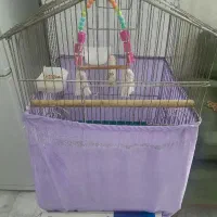 قفس بزرگ